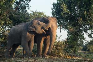 elefante asiático en surin, tailandia foto