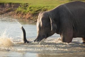 Elephants in the water playing photo