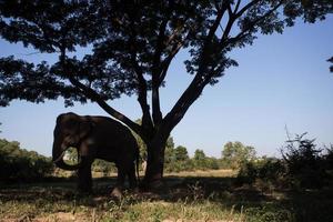 Asia elephant in surin,Thailand photo