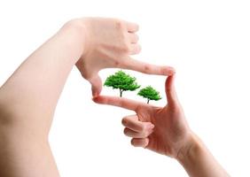 Hands and plant isolated on white background photo