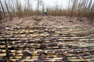 Sugarcane field fired photo