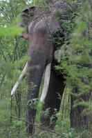 Close-up of an Elephant photo