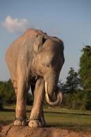 elefante asiático en surin, tailandia foto