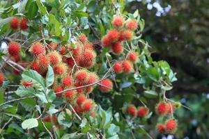 Tropical fruit, Rambutan on tree photo