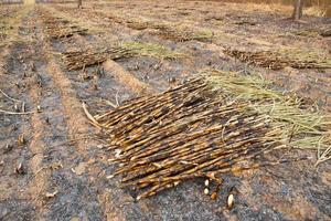 Sugarcane field fired photo