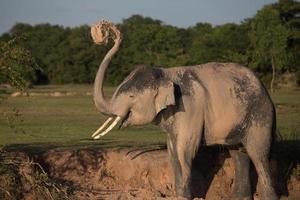 elefante bañándose en lodo foto