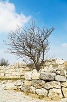 Crimean birch on fortified wall town chufut-kale photo