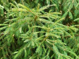 green spruce tree branch photo