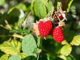 red raspberries on green bush in garden photo