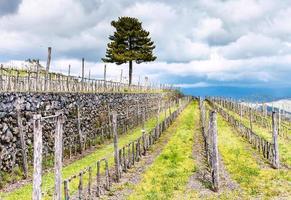 empty vineyard in Etna agrarianl region in spring photo