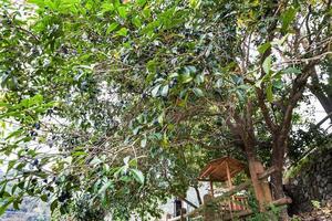 plum tree with ripe fruits in Chengyang photo