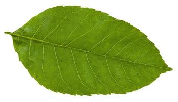 green leaf of Fraxinus ornus tree isolated photo