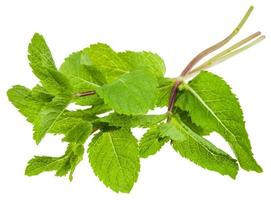 bunch of fresh green mint Peppermint isolated photo