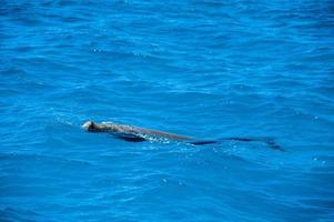 australia dugong while swimming on sea surface photo