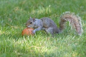 A grey squirrel while eating an apple photo