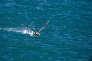patagonia petrel bird while flying Argentina punta norte photo