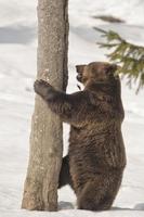 un oso negro pardo grizzly en el fondo de la nieve foto