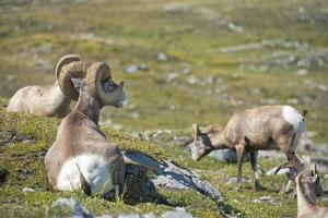 Big Horn Sheep portrait photo