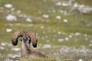 Big Horn portrait photo