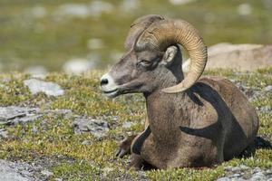 Big Horn Sheep portrait photo