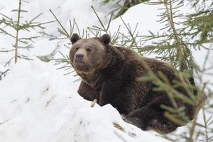 oso pardo grizzly retrato en la nieve foto