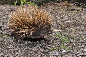 equidna animal endémico australiano foto