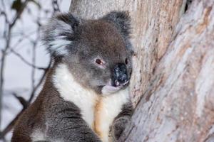 Wild koala on a tree photo