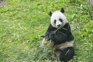 giant panda while eating bamboo photo