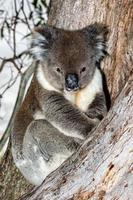 Wild koala on a tree while looking at you photo