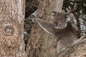 Wild koala on a tree photo