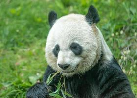 giant panda while eating bamboo photo