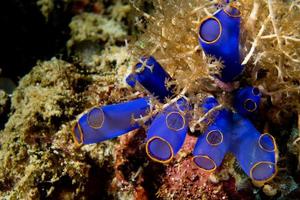 A colorful blue coral  macro in Cebu Philippines photo