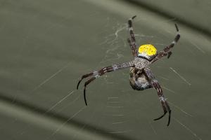 tropical spider with its prey photo