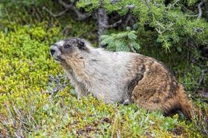 retrato de la marmota canadiense de las montañas rocosas foto