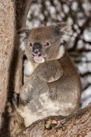 Wild koala on a tree photo