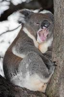 Wild koala on a tree while yawning photo