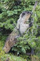 Rocky Mountains Canadian Marmot Portrait photo
