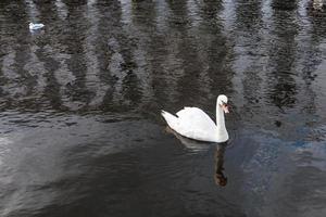 white swan floats on Binnenalster in Hamburg photo