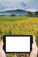 foto de un campo de girasoles en alsacia, francia