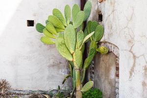 Opuntia cactus near wall of house photo