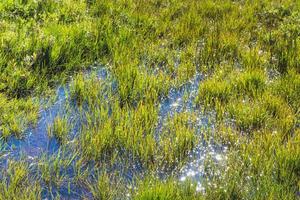 swamp meadow in valley of river in Thingvellir photo