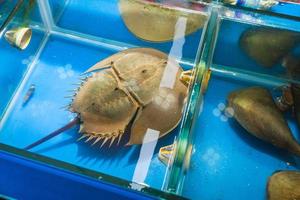 horseshoe crab in fish market in Guangzhou city photo