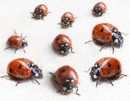 set of ladybugs after hibernation in indoor photo