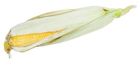 mazorca fresca de maíz maduro aislado en blanco foto