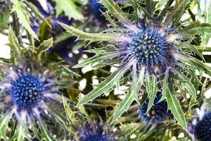 background from blue Thistle eryngium blossoms photo