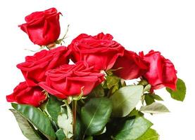 side view of bunch of red roses isolated photo