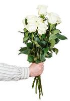 mano dando ramo de muchas rosas blancas aisladas foto