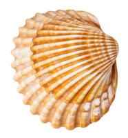 clam mollusk shell isolated on white photo