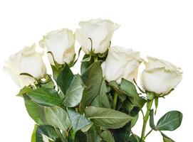 side view of bouquet of white roses isolated photo