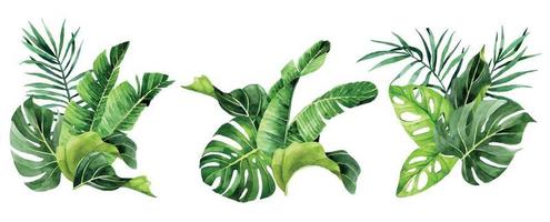 dibujo de acuarela. conjunto de ramos, composiciones con hojas tropicales. hojas de selva tropical, palma, monstera, plátano. vector